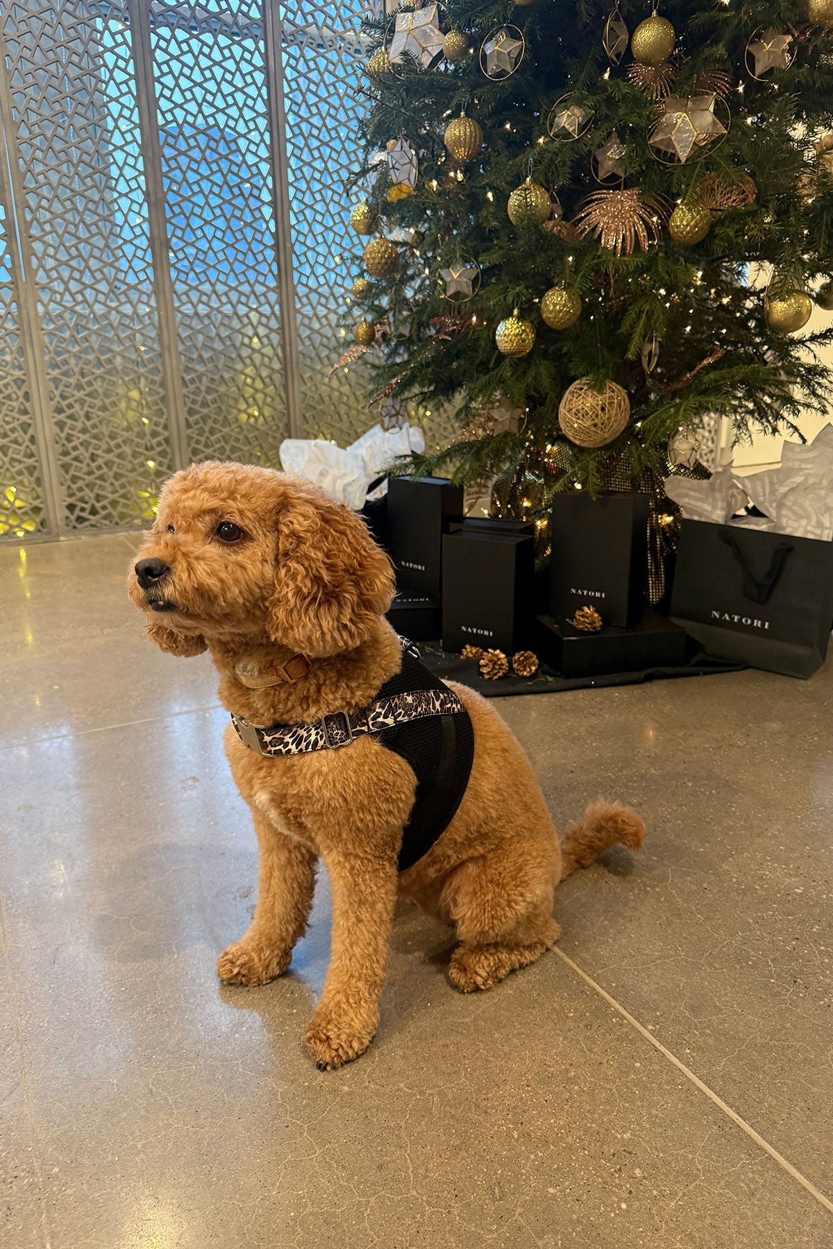 Natori Luxe Leopard Dog Harness