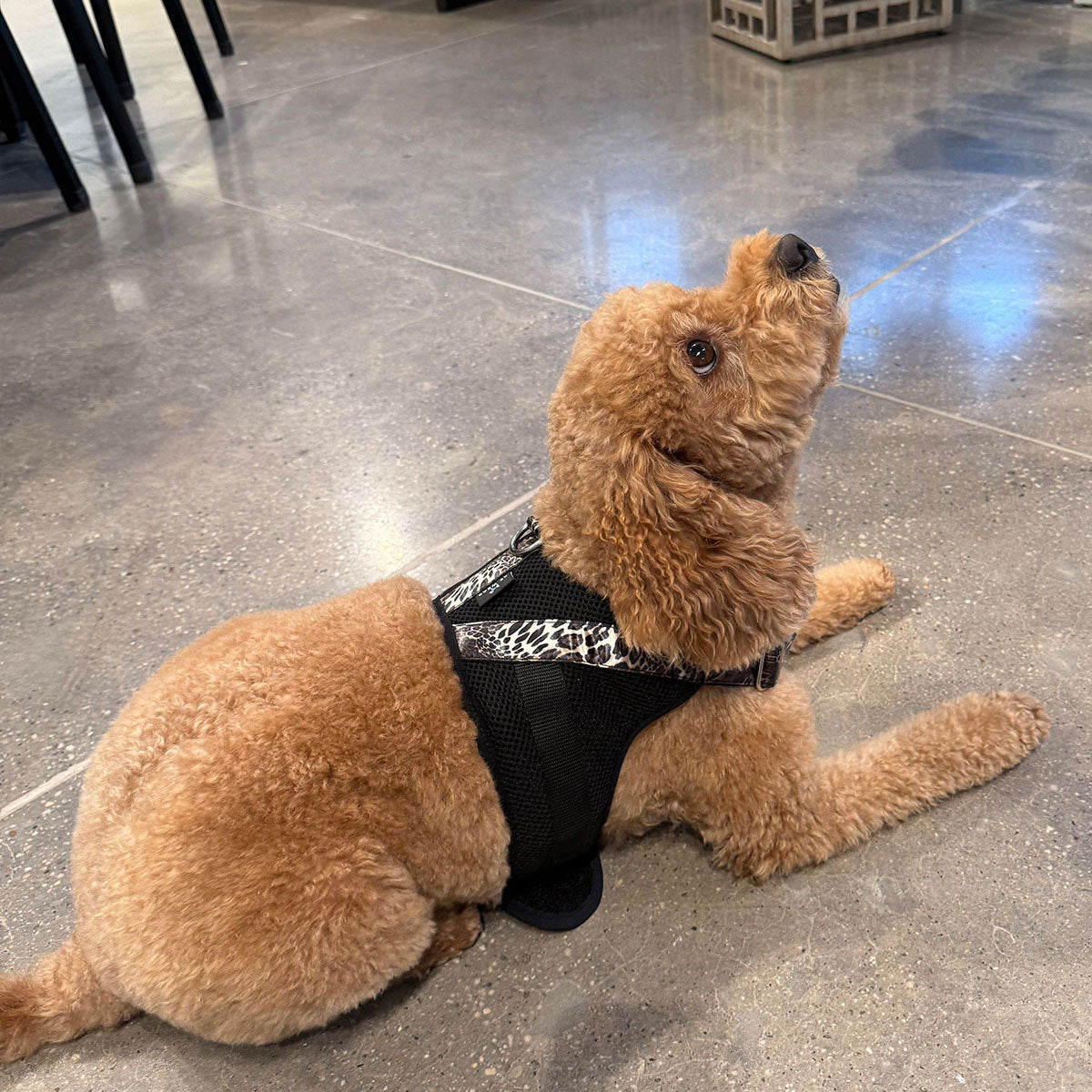 Natori Luxe Leopard Dog Harness